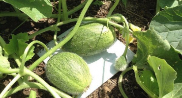 Proč listy melounu venku žloutnou a jak s tím zacházet